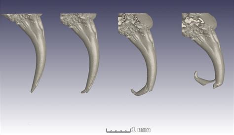 snake fang torsion test|convergence in fang shape.